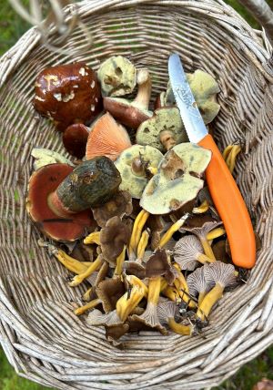 Blick in Sebastians Pilzkorb, ohne Steinpilze; Foto Sebastian 23.10.24 Blick in Sebastians Pilzkorb, ohne Steinpilze; Foto Sebastian 23.10.24