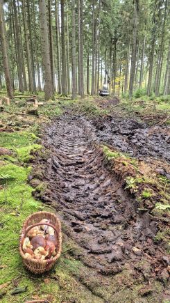 Voller Pilzkorb neben tiefer Spurrinne; Foto Tim 25.10.25 Voller Pilzkorb neben tiefer Spurrinne; Foto Tim 25.10.25