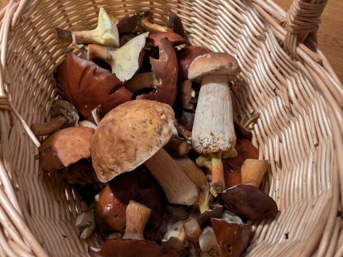 Pilzkorb mit Maronenröhrlingen und zwei Steinpilzen; Foto Véronique 8.11.25 Pilzkorb mit Maronenröhrlingen und zwei Steinpilzen; Foto Véronique 8.11.25