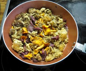 Krause Glucke, Pfifferlinge und Kupferrote Gelbfüße für die Rotweinpilzsauce; Foto Michael 6.11.25