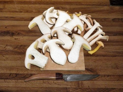 In Pilzscheiben geschnitten; Foto Michael 26.10.25 In Pilzscheiben geschnitten; Foto Michael 26.10.25