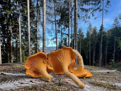 Wunderschöne späte Pfifferlinge; Foto Heiko 6.11.25