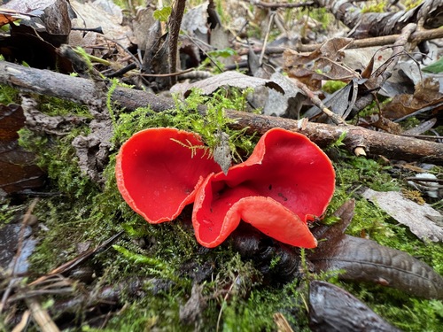 Prachtbecherlinge; Foto Heiko 5.2.24 Prachtbecherlinge; Foto Heiko 5.2.24