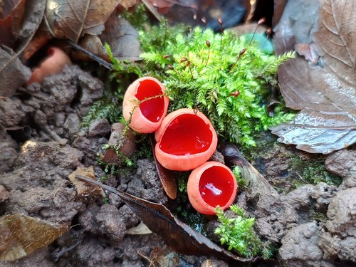 Prachtbecherlinge; Foto Luca 27.1.24 Prachtbecherlinge; Foto Luca 27.1.24