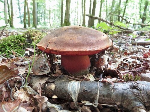 Prächtiger Flockenstieliger Hexenröhrling; Foto Michael 23.7.25