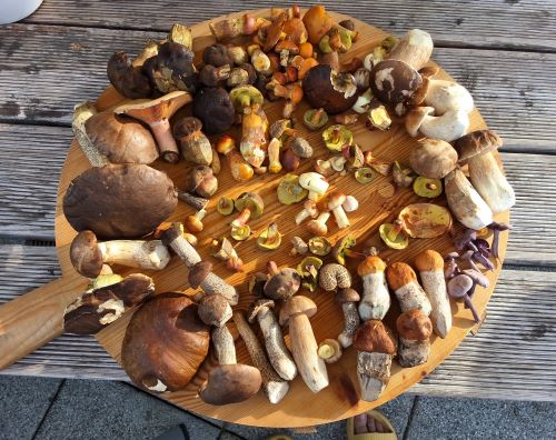 Prächtige Mischpilze, gesammelt nach Feierabend; Foto Scuttle 7.8.25