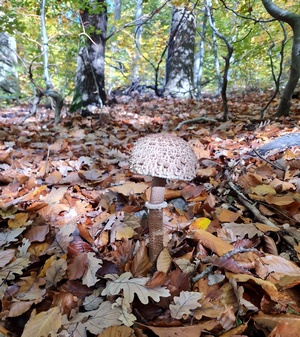 Ein Prachtparasol mit vollendeter Halbkugel schaut in der Waldgegend herum; Foto © Michael H. 4.11.23