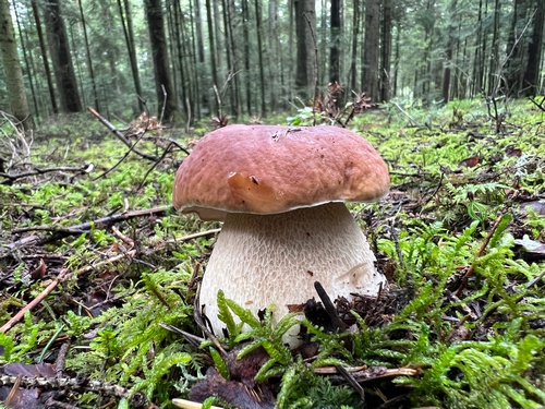 Prachtsteinpilz im lichten Hochwald; Heiko 8.8.23 Prachtsteinpilz im lichten Hochwald; Heiko 8.8.23