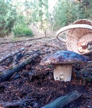 Prächtiger Steinpilz; Foto Thomas 6.11.25