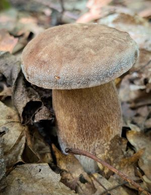 Besonders prachtvoller Sommersteinpilz; Foto Thomas 11.8.25