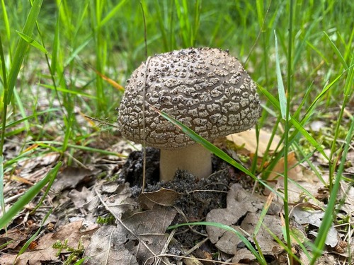 Ein prächtiger Perlpilz; Foto Uwe 16.6.24