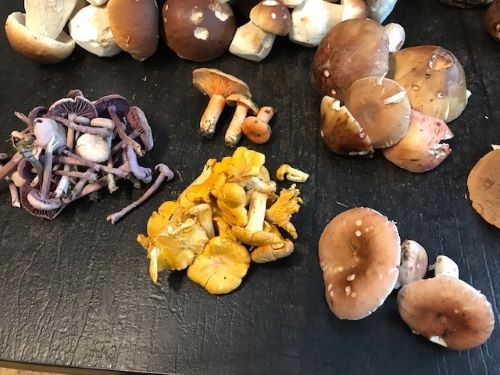 Pilz-Ticker-RP (Rheinland-Pfalz)