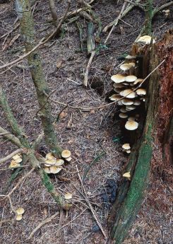 Rauchblättrige Schwefelköpfe; Foto Martin 4.10.25 