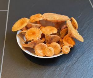 Teller mit schönen Kiefernreizkern; Foto Bastian 13.10.25 Teller mit schönen Kiefernreizkern; Foto Bastian 13.10.25