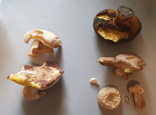 Sommersteinpilze und ein Flocki; Foto Hans-Jürgen 30.6.24 Sommersteinpilze und ein Flocki; Foto Hans-Jürgen 30.6.24