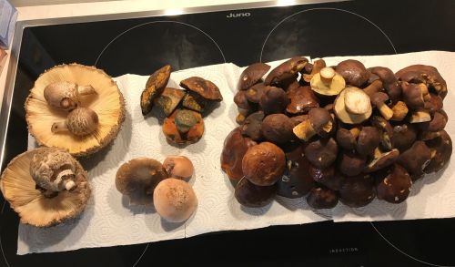 Safranschirmlinge, Flockis, Perlpilze, Maronen (v. li.); Foto Jürgen 6.10.25 Safranschirmlinge, Flockis, Perlpilze, Maronen (v. li.); Foto Jürgen 6.10.25