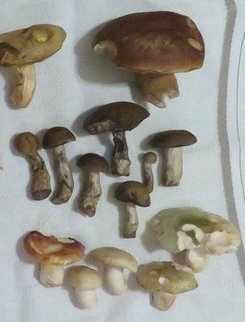 Restfund; Foto Michael 21.6.24 Restfund; Foto Michael 21.6.24