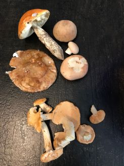 Der restliche Fund; Foto Jürgen 23.7.24