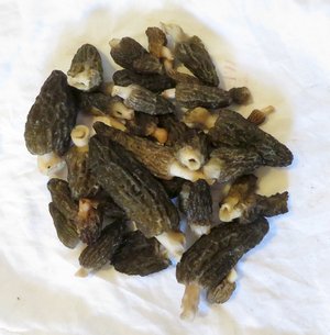 Rindenmulchmorchel-Fund; Foto Michael 23.4.24 Rindenmulchmorchel-Fund; Foto Michael 23.4.24