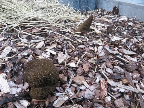 Rindenmulchmorcheln im Beet; Foto Michael 19.3.24 Rindenmulchmorcheln im Beet; Foto Michael 19.3.24