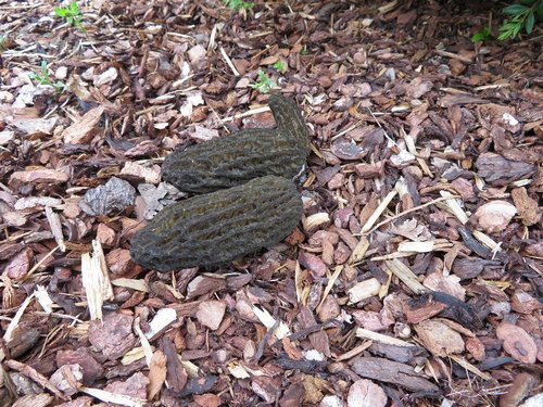 Liegende RiMuMo; Foto Michael 23.3.24 Liegende RiMuMo; Foto Michael 23.3.24