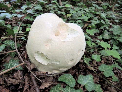 Riesenbovist Gisela 5.8.23 Riesenbovist Gisela 5.8.23