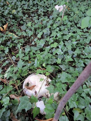 Riesenboviste Gisela 5.8.23 Riesenboviste Gisela 5.8.23