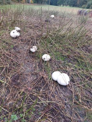 Riesenboviste auf einer Wiese am Waldrand; Foto Ivanka 15.10.25 Riesenboviste auf einer Wiese am Waldrand; Foto Ivanka 15.10.25