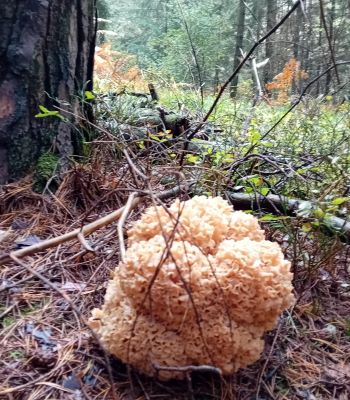 Riesige Krause Glucke, zusammengewachsen aus vier einzelnen; Foto Thomas 25.9.25 Riesige Krause Glucke, zusammengewachsen aus vier einzelnen; Foto Thomas 25.9.25