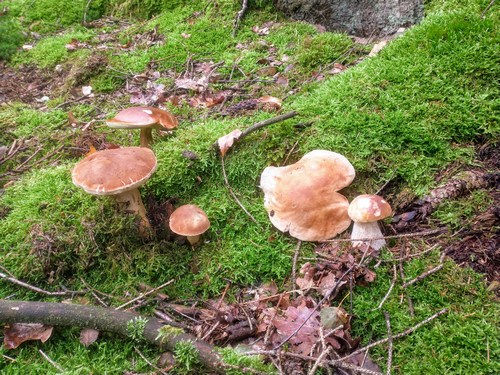 Drei Röhrlingsarten; Michael 15.9.23 Drei Röhrlingsarten; Michael 15.9.23