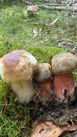 Zwei Steinpilze, zwei Flockenstielige Hexen; Foto Rainer 5.9.26