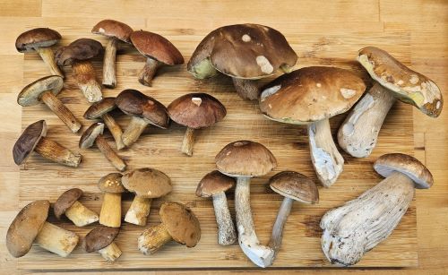 Röhrlingsfund; Foto Frank 27.9.25