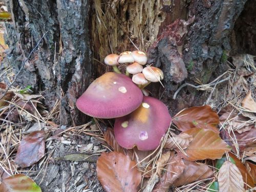 Purpurfilzige Holzritterlinge und Grünblättrige Schwefelköpfe; Foto Michael 16.10.26 Purpurfilzige Holzritterlinge und Grünblättrige Schwefelköpfe; Foto Michael 16.10.26