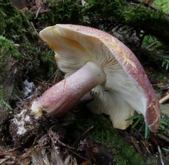 Rötlicher Holzritterling, mittelmäßiger Speisewert; Foto Sepp 26.9.25