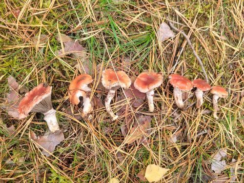 Rosenrote Schmierlinge; Foto Verena 6.10.25