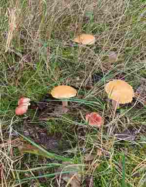 Rosenroter Gelbfuß an Kuhröhrlingen; Foto Uwe 30.9.23 Rosenroter Gelbfuß an Kuhröhrlingen; Foto Uwe 30.9.23