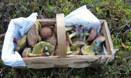 Rotfußkorb Gisela 29.9.22 Rotfußkorb Gisela 29.9.22