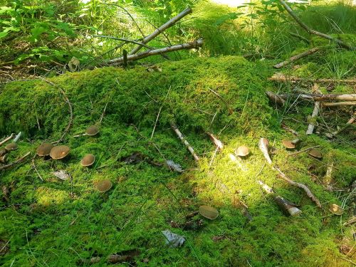 Hier wachsen die Rotfußröhrlinge; Foto Yasmin 8.8.25