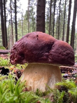 Prachtvoller Rothütiger Steinpilz (Kiefernsteinpilz); Foto Heiko 28.9.25