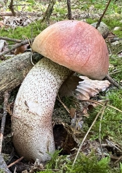 Rotkappe; Foto Heiko 3.10.23 Rotkappe; Foto Heiko 3.10.23