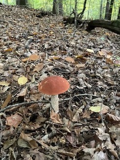 Rotkappe Jens 10.10.22 Rotkappe Jens 10.10.22