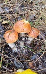 Drei Rotkappen; Foto Bodo 23.10.25 Drei Rotkappen; Foto Bodo 23.10.25