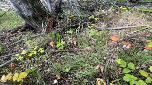 Rotkappen wachsen im Bogen; Foto Baeri 5.10.25