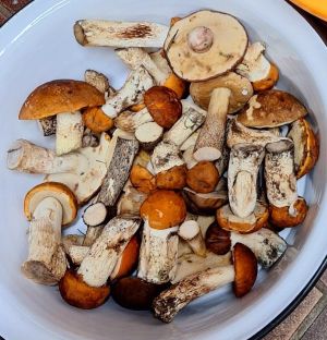 Rotkappenfund; Foto Mario 9.10.25