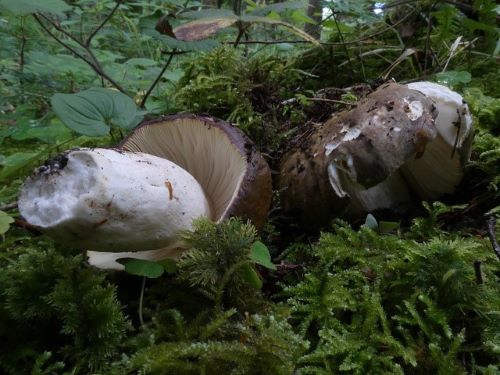Rotstielige Ledertäublinge; Foto Sepp 22.7.25