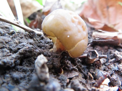 Runzelige Fingerhutverpel Michael 6.4.23 Runzelige Fingerhutverpel Michael 6.4.23