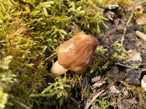 Runzelige Fingerhutverpel Thomas 11.4.23 Runzelige Fingerhutverpel Thomas 11.4.23