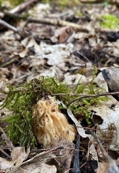 Gut sichtbare Böhmische Verpel; Foto Stefan 17.3.24