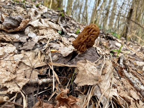 Runzelverpel im Pappelwald; Foto Stefan 17.3.24