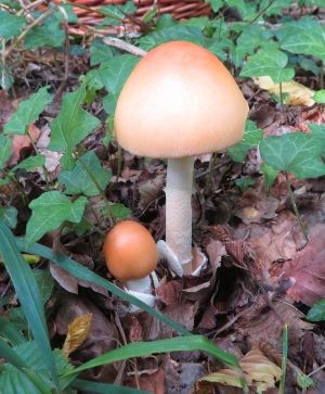 Safrangelber oder Orangegelber Scheidenstreifling; Foto Michael 10.8.25